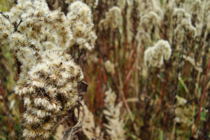解说员的“神预言”成真！网友：这耳朵比眼睛还好使！